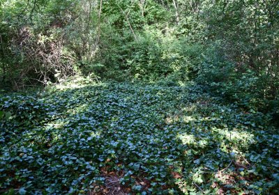 Horní Beřkovice, Omnium, 2020