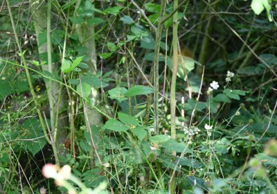 Horní Beřkovice, Omnium, 2020