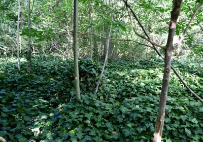 Horní Beřkovice, Omnium, 2020