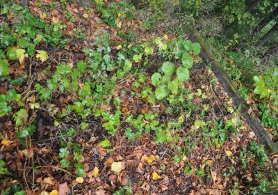 Bílý Kostelec, Omnium, 2020