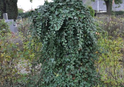 Chcebuz, Omnium, 2020