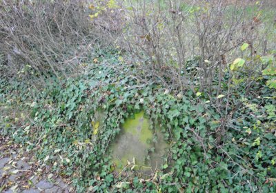 Chcebuz, Omnium, 2020