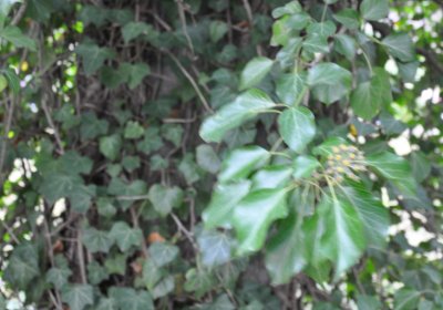 Chcebuz, Omnium, 2020