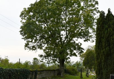 Chcebuz, Omnium, 2020