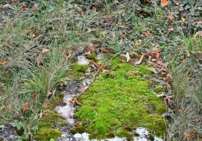 Chcebuz, Omnium, 2020