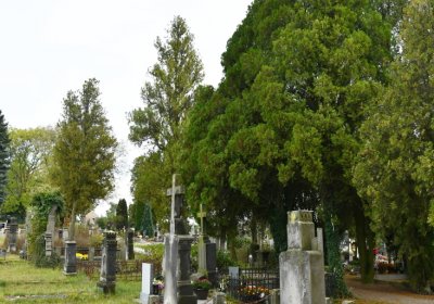 Chcebuz, Omnium, 2020