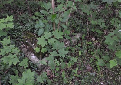Omnium, 2016
