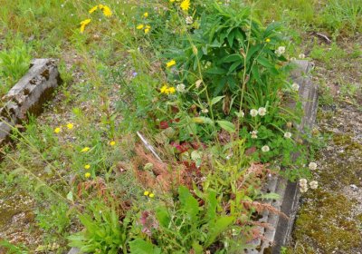 Omnium, Červenec 2020