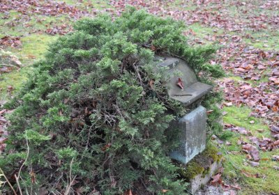 Kytlice, Omnium, 2020