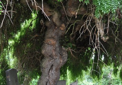 Nížebohy, Omnium, 2020