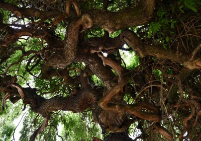 Nížebohy, Omnium, 2020