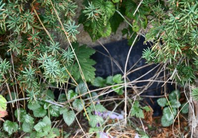 Soběnice, Omnium, 2020