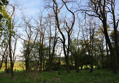 Hřbitov Krásné Loučky, Omnium, 2017