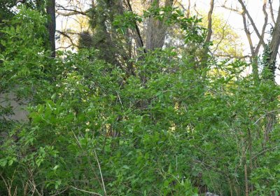 Hřbitov Krásné Loučky, Omnium, 2017