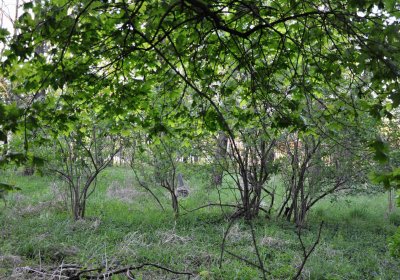 Hřbitov Krásné Loučky, Omnium, 2017