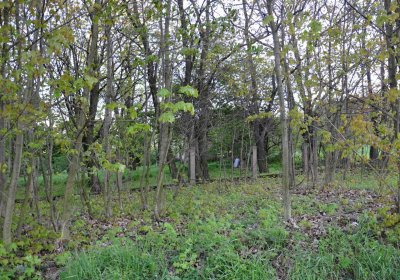 Hřbitov Krásné Loučky, Omnium, 2017