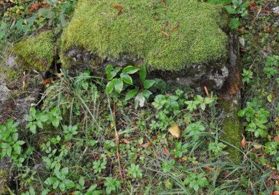 Mukařov, Omniium, 2020