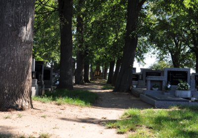 Nové Kopisty, Omnium, 2020