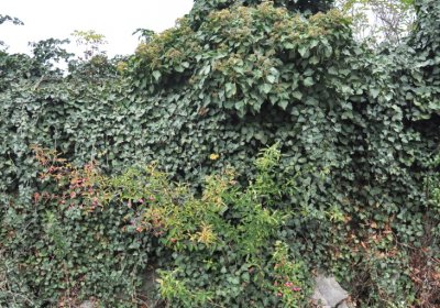 Bítozeves, Omnium, 2020