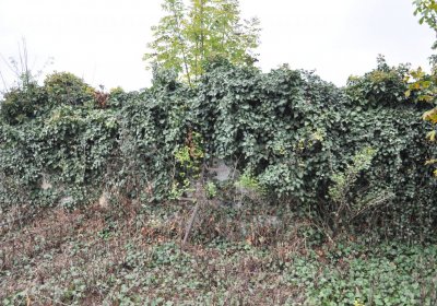 Bítozeves, Omnium, 2020