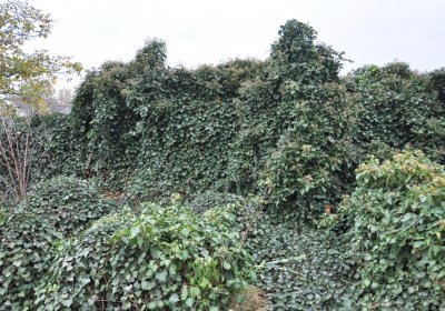 Bítozeves, Omnium, 2020