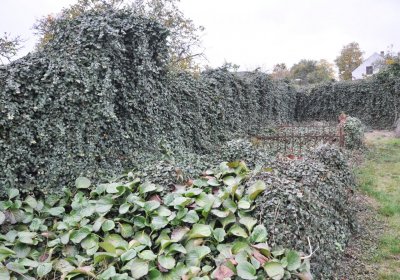 Bítozeves, Omnium, 2020