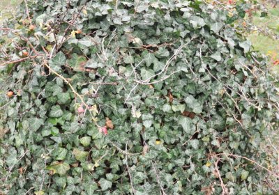 Bítozeves, Omnium, 2020