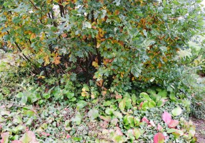 Bítozeves, Omnium, 2020