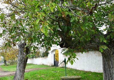 Bítozeves, Omnium, 2020