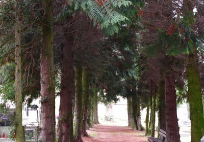 Solopysky, Omnium, 2020