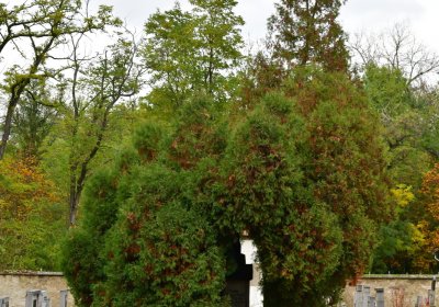 Pátek, Omnium, 2020