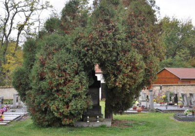 Pátek, Omnium, 2020