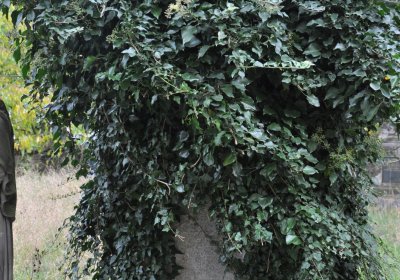 Radonice nad Ohří, Omnium, 2020