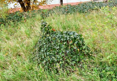 Radonice nad Ohří, Omnium, 2020