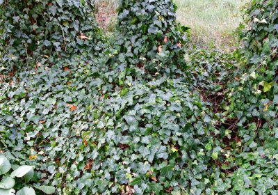 Radonice nad Ohří, Omnium, 2020