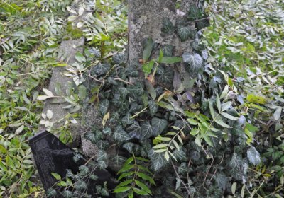 Minice, Omnium, 2020