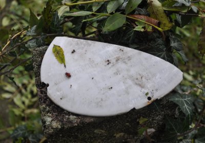 Minice, Omnium, 2020