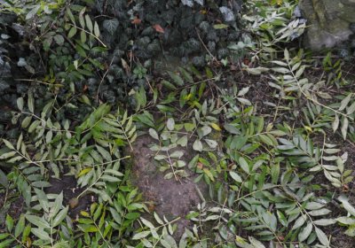 Minice, Omnium, 2020