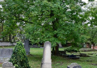 Minice, Omnium, 2020