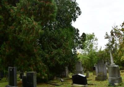 Minice, Omnium, 2020