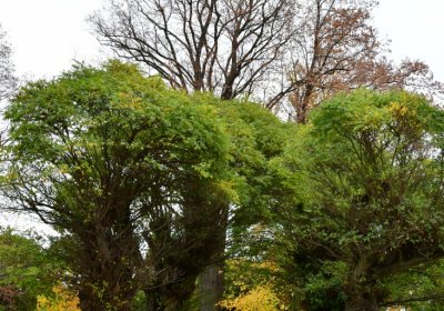 Hořetice, Omnium, 2020