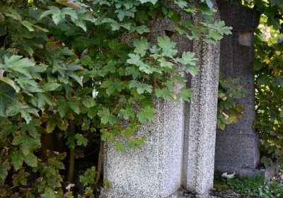 Teplice, Omnium, 2020