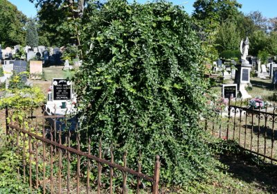 Teplice, Omnium, 2020