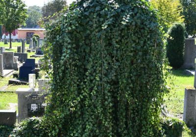 Teplice, Omnium, 2020