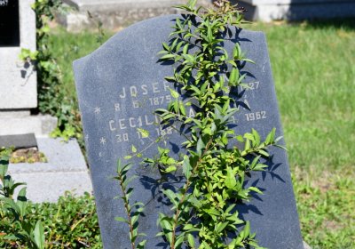 Teplice, Omnium, 2020