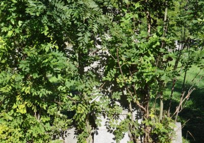 Teplice městský, Omnium, 2020