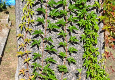 Teplice městský, Omnium, 2020