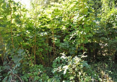 Teplice městský, Omnium, 2020