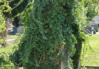 Teplice městský, Omnium, 2020