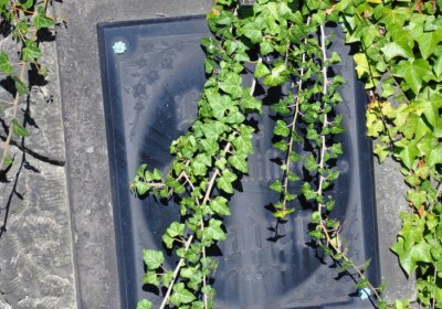 Teplice městský, Omnium, 2020